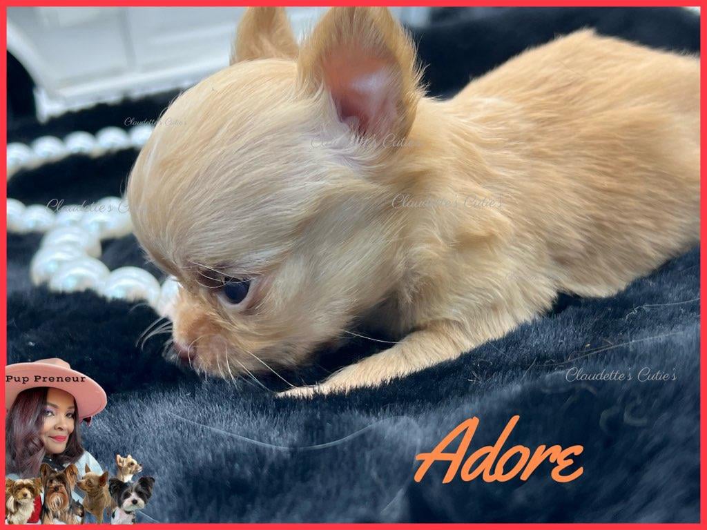 Claudette's Cuties Yorkies and Chihuahua Puppies