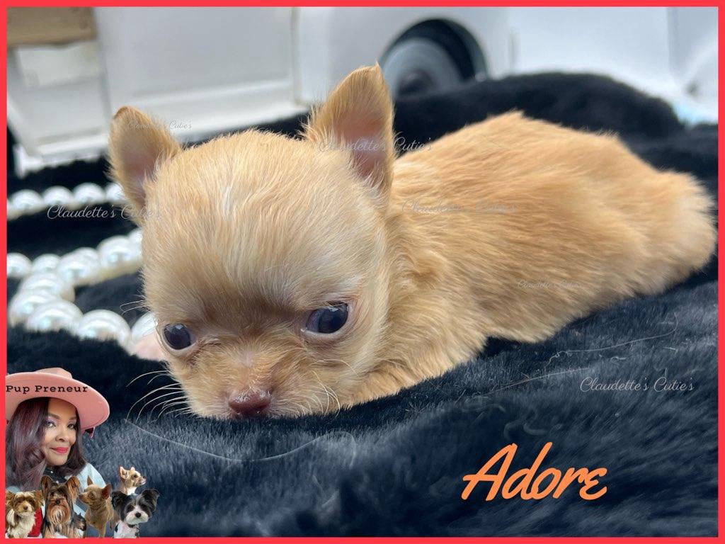 Claudette's Cuties Yorkies and Chihuahua Puppies