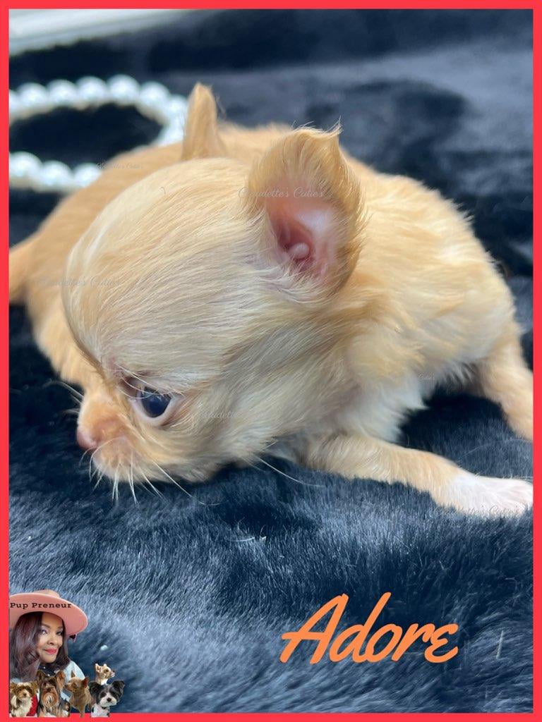 Claudette's Cuties Yorkies and Chihuahua Puppies