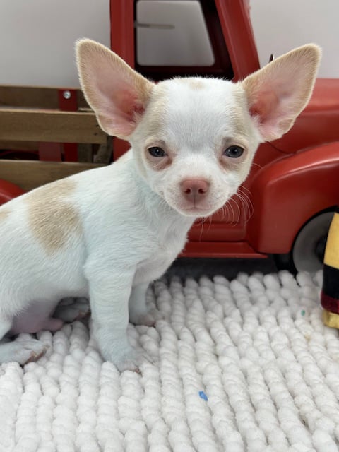 Claudette's Cuties Yorkies and Chihuahua Puppies