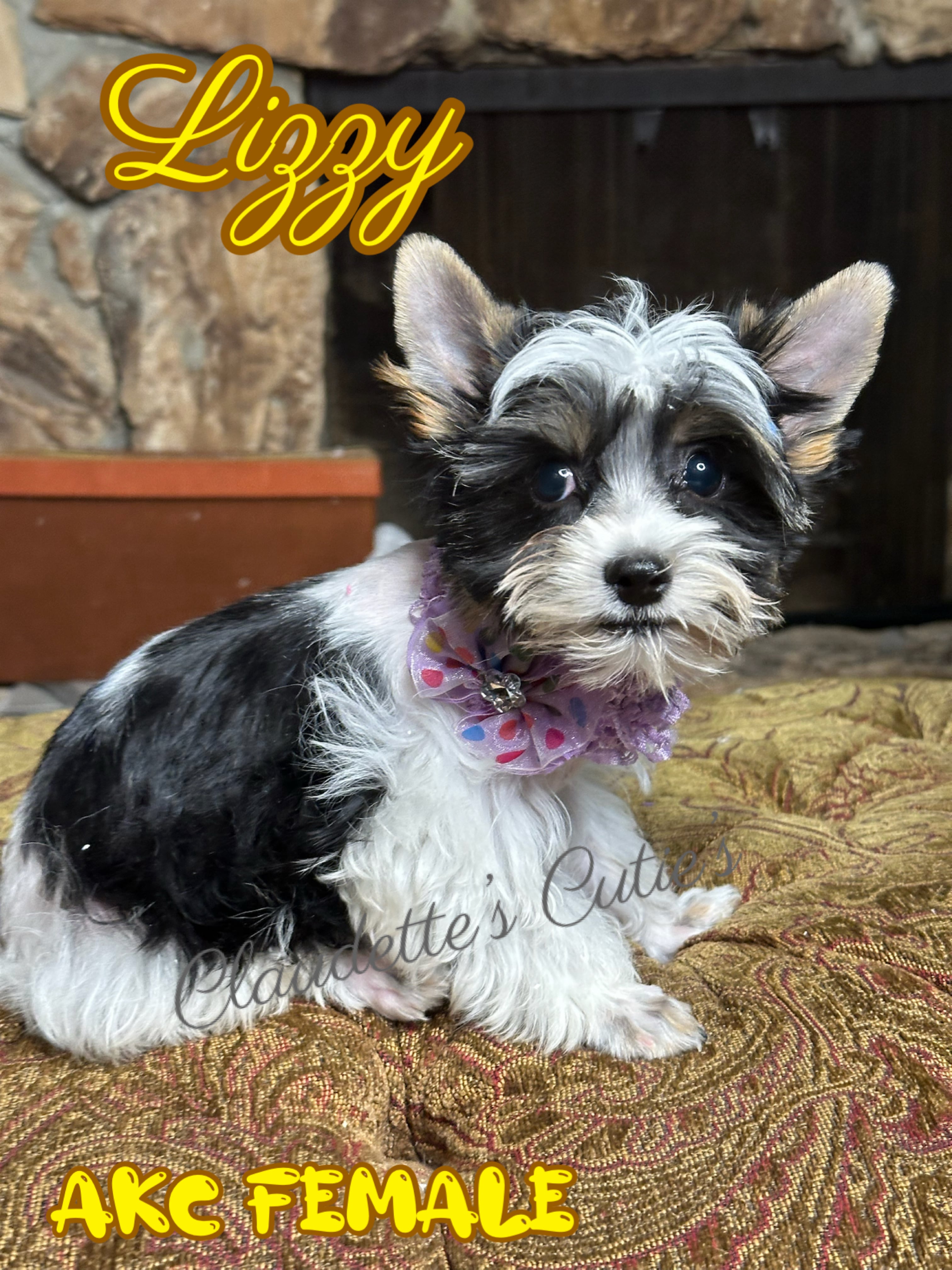SoutheastTexas Yorkies and Chihuahuas