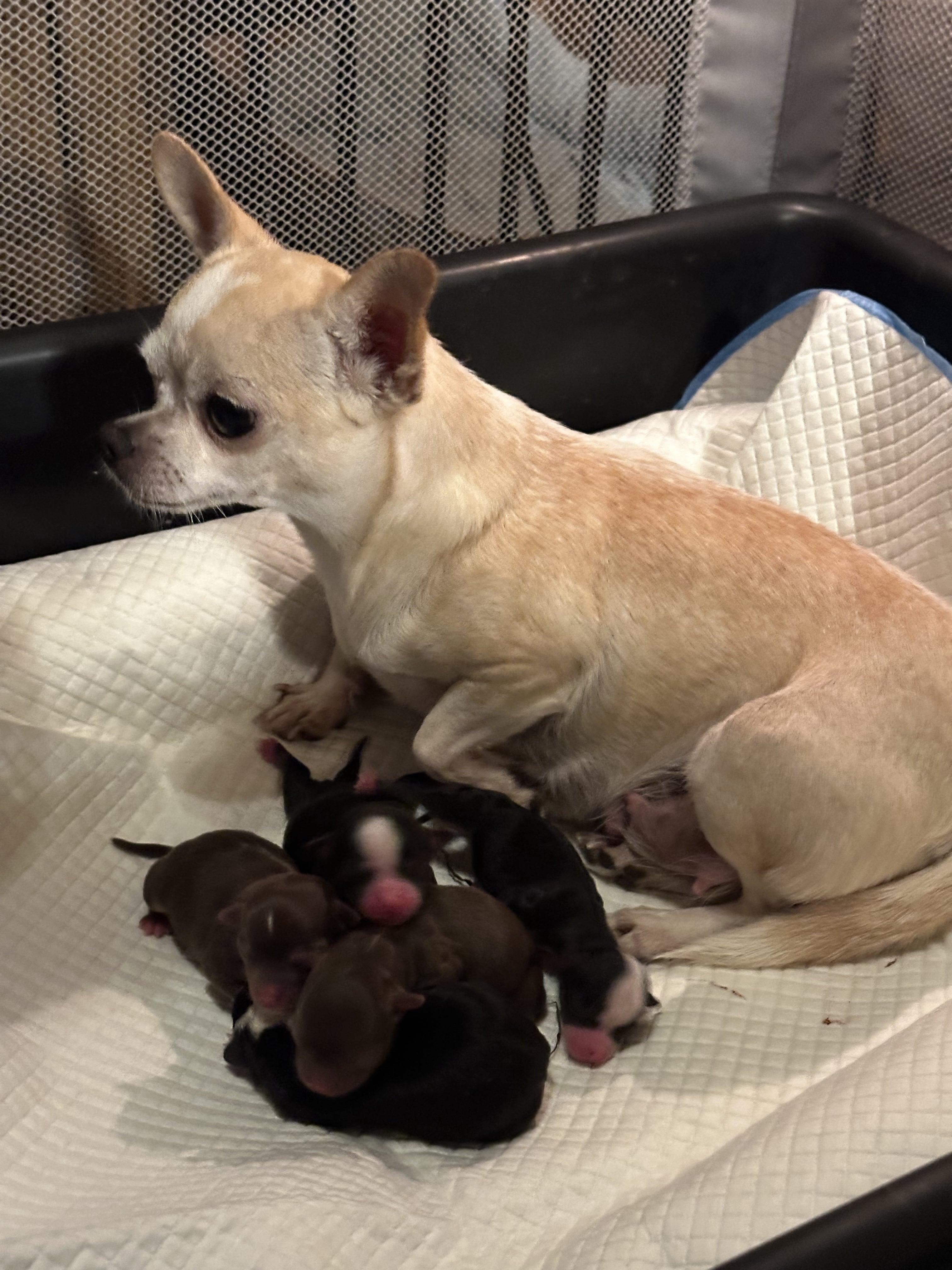 Claudette's Cuties Yorkies and Chihuahua Puppies