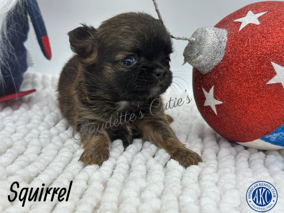 AKC Registered Yorkie and Chihuahua puppies - Southeast Texas Angel Face Yorkies and Charming Chihuahuas 