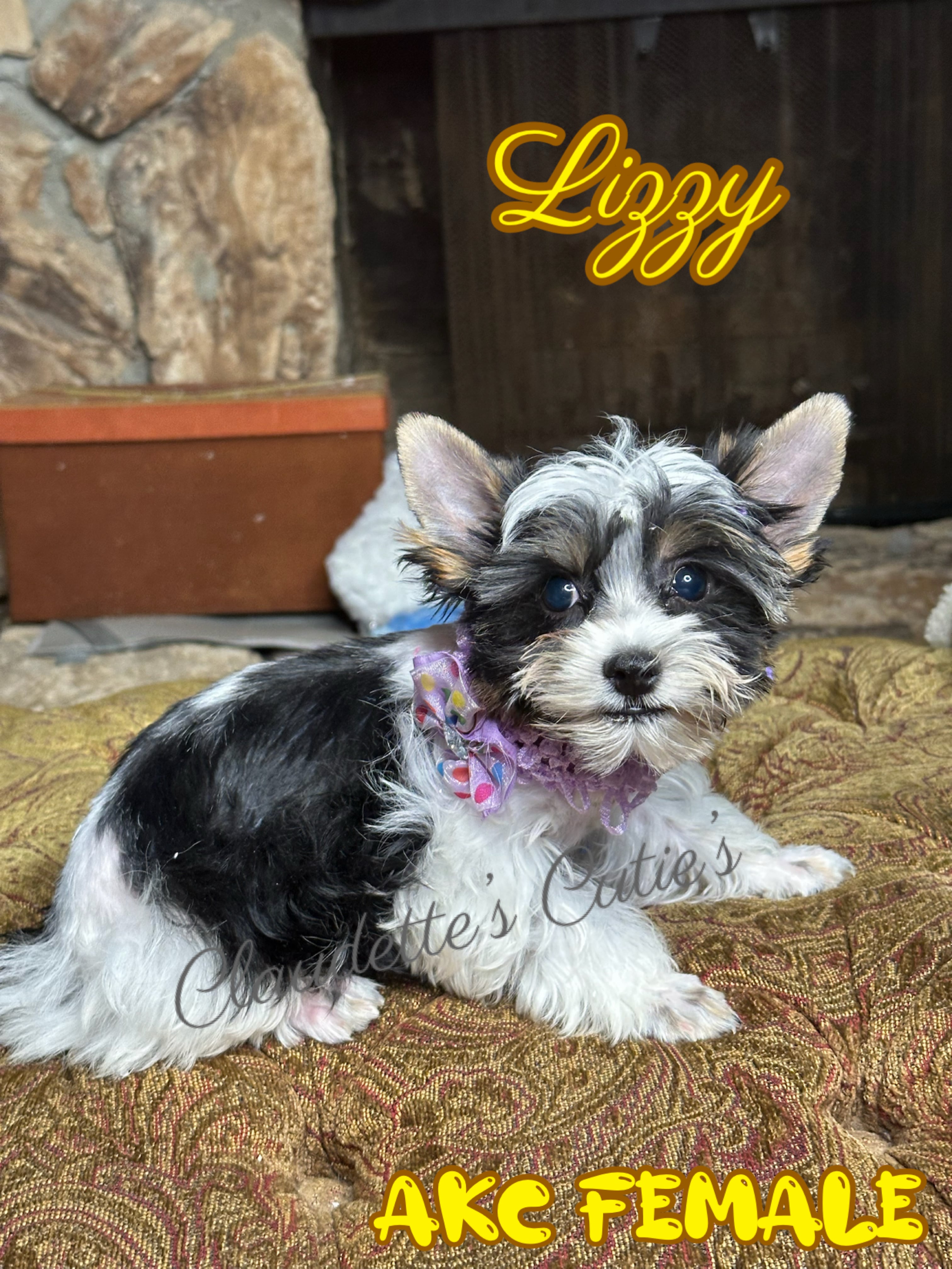 SoutheastTexas Yorkies and Chihuahuas