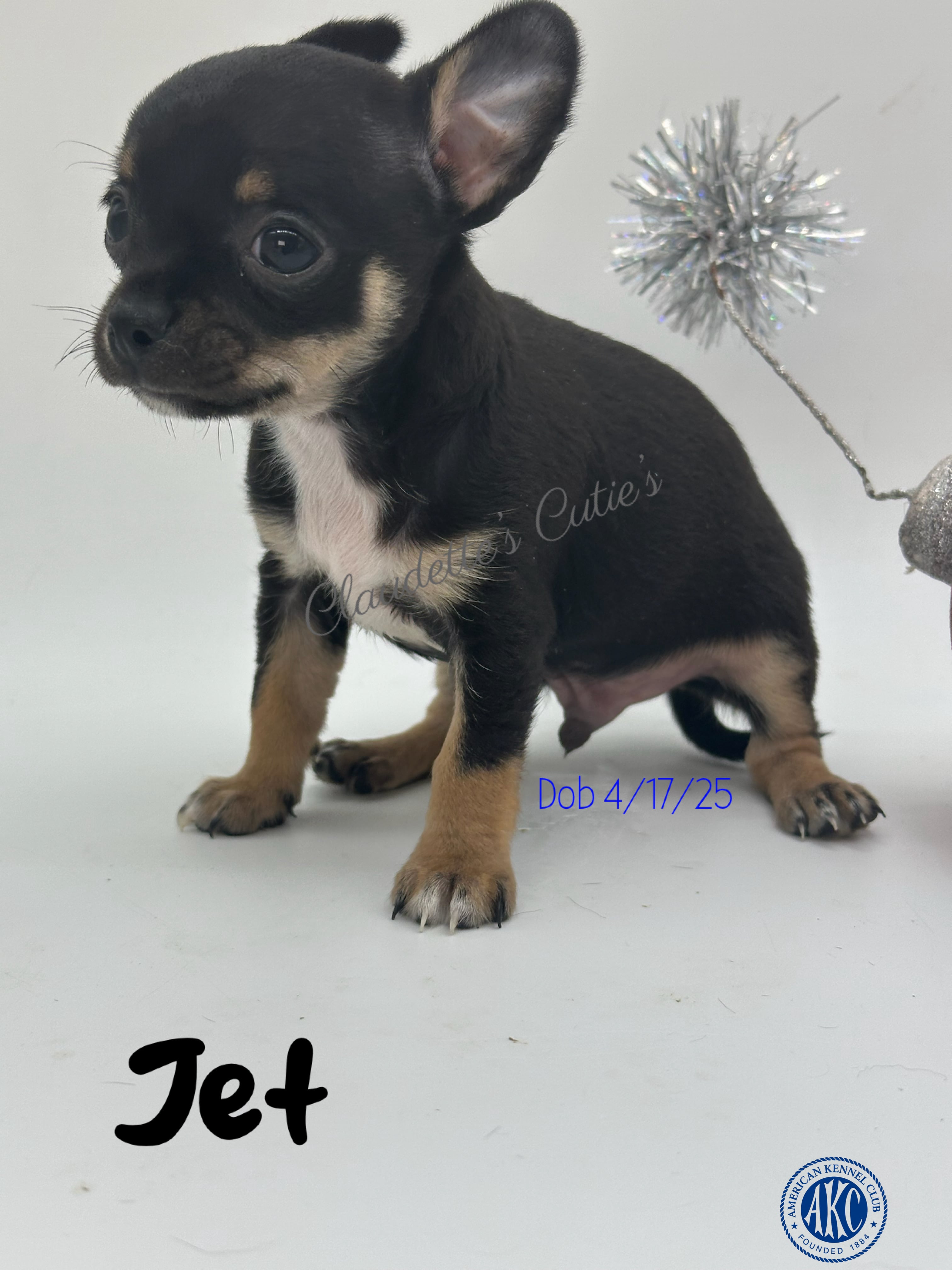 SoutheastTexas Yorkies and Chihuahuas