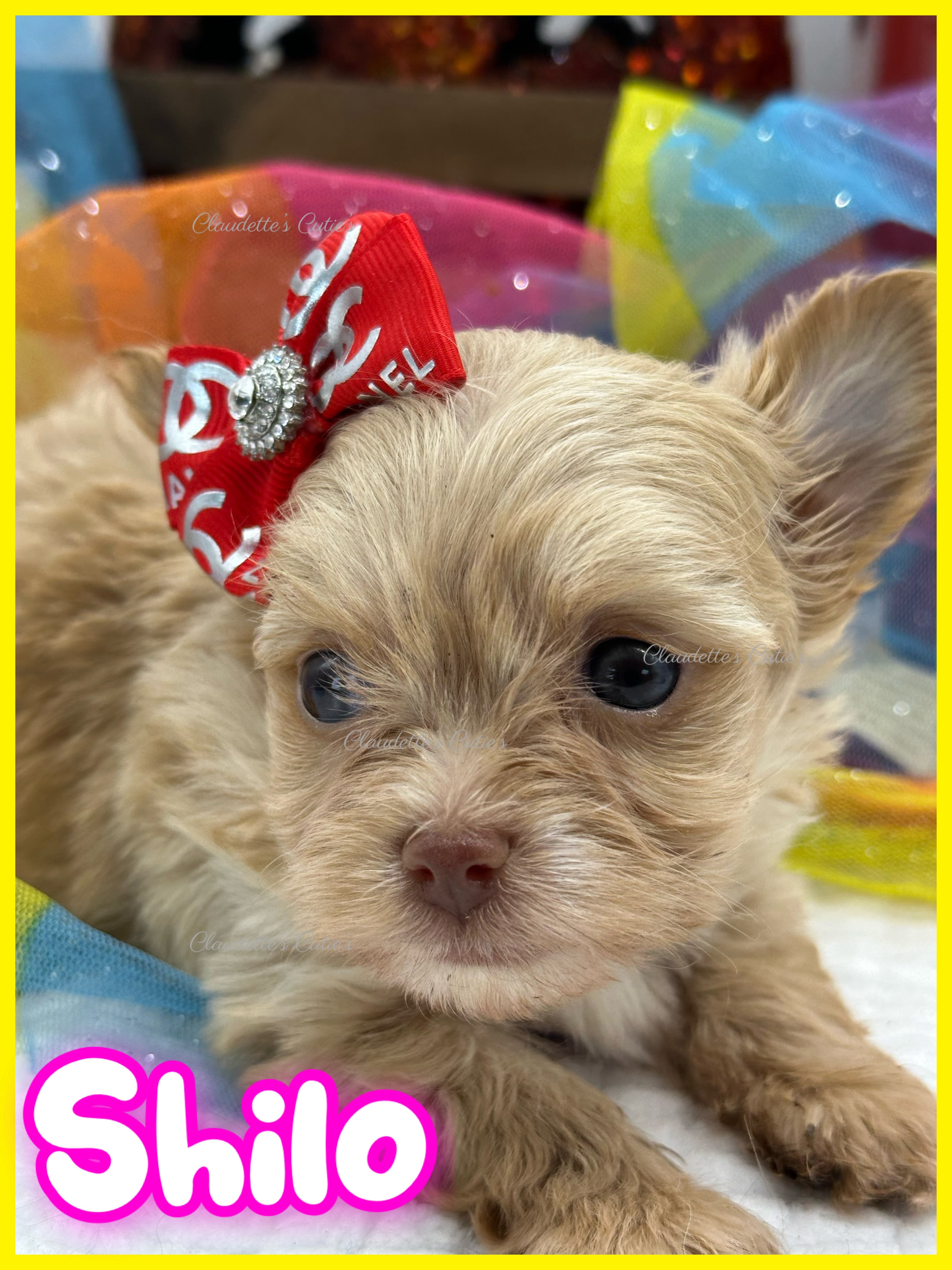 Claudette's Cuties Yorkies and Chihuahua Puppies