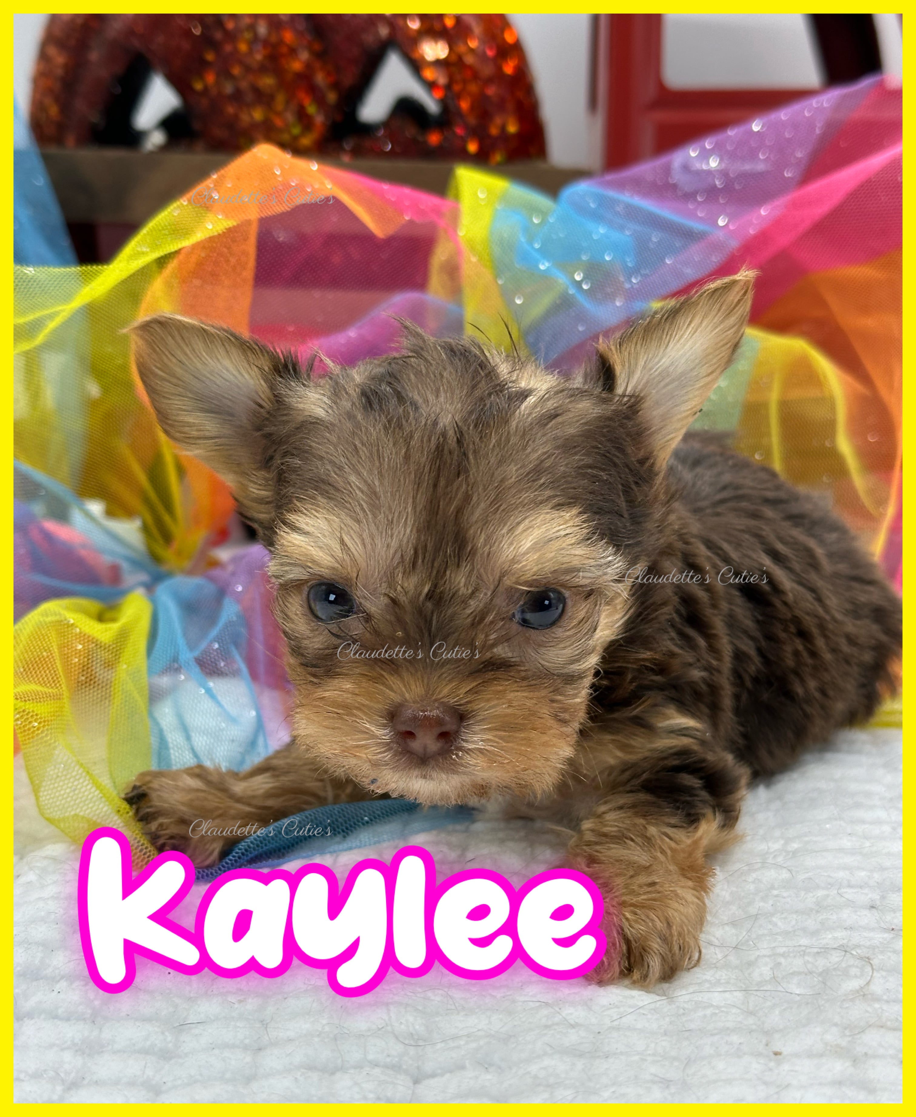 Claudette's Cuties Yorkies and Chihuahua Puppies