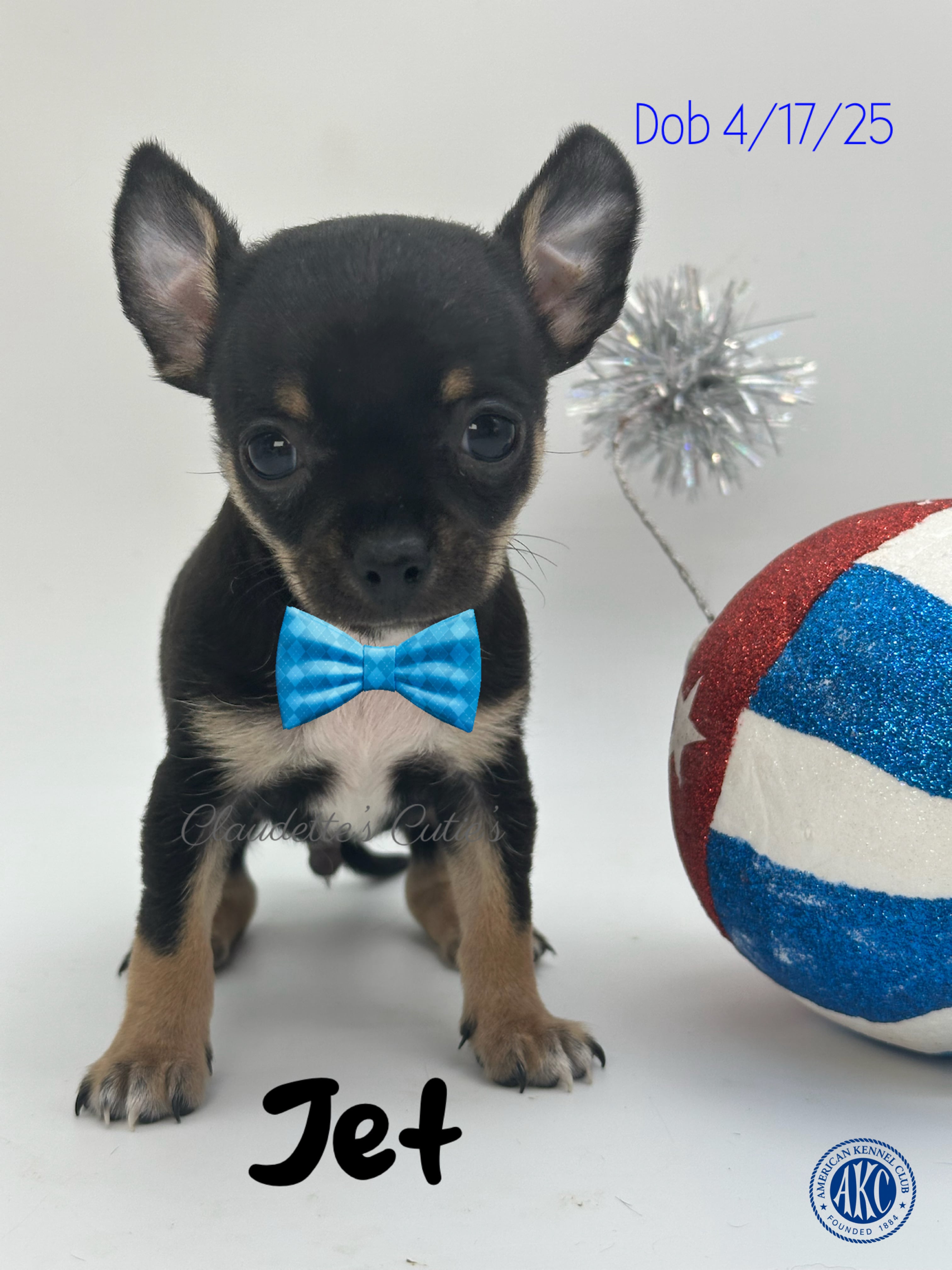 SoutheastTexas Yorkies and Chihuahuas