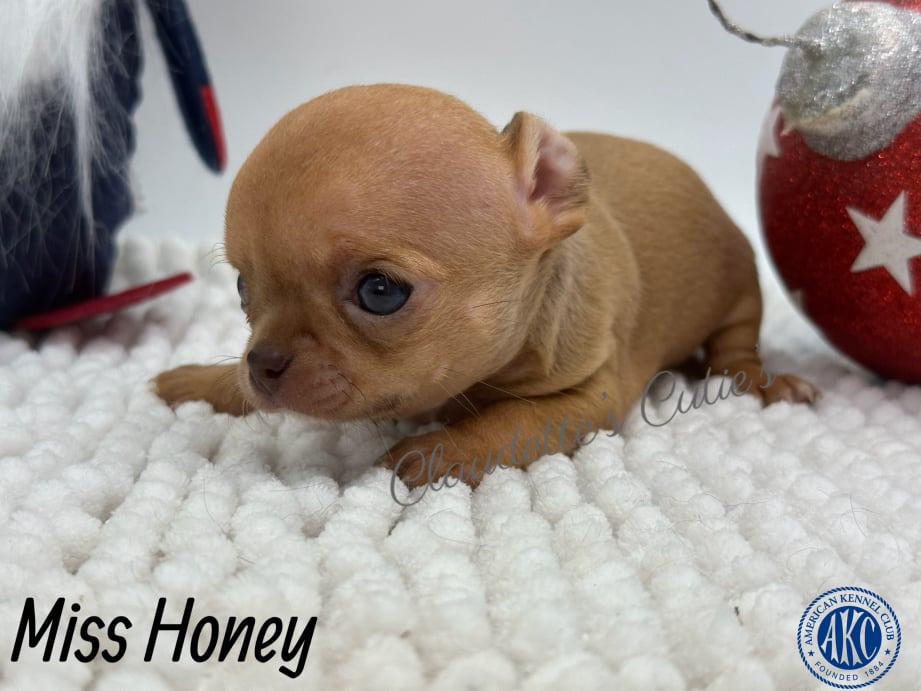 AKC Registered Yorkie and Chihuahua puppies - Southeast Texas Angel Face Yorkies and Charming Chihuahuas 
