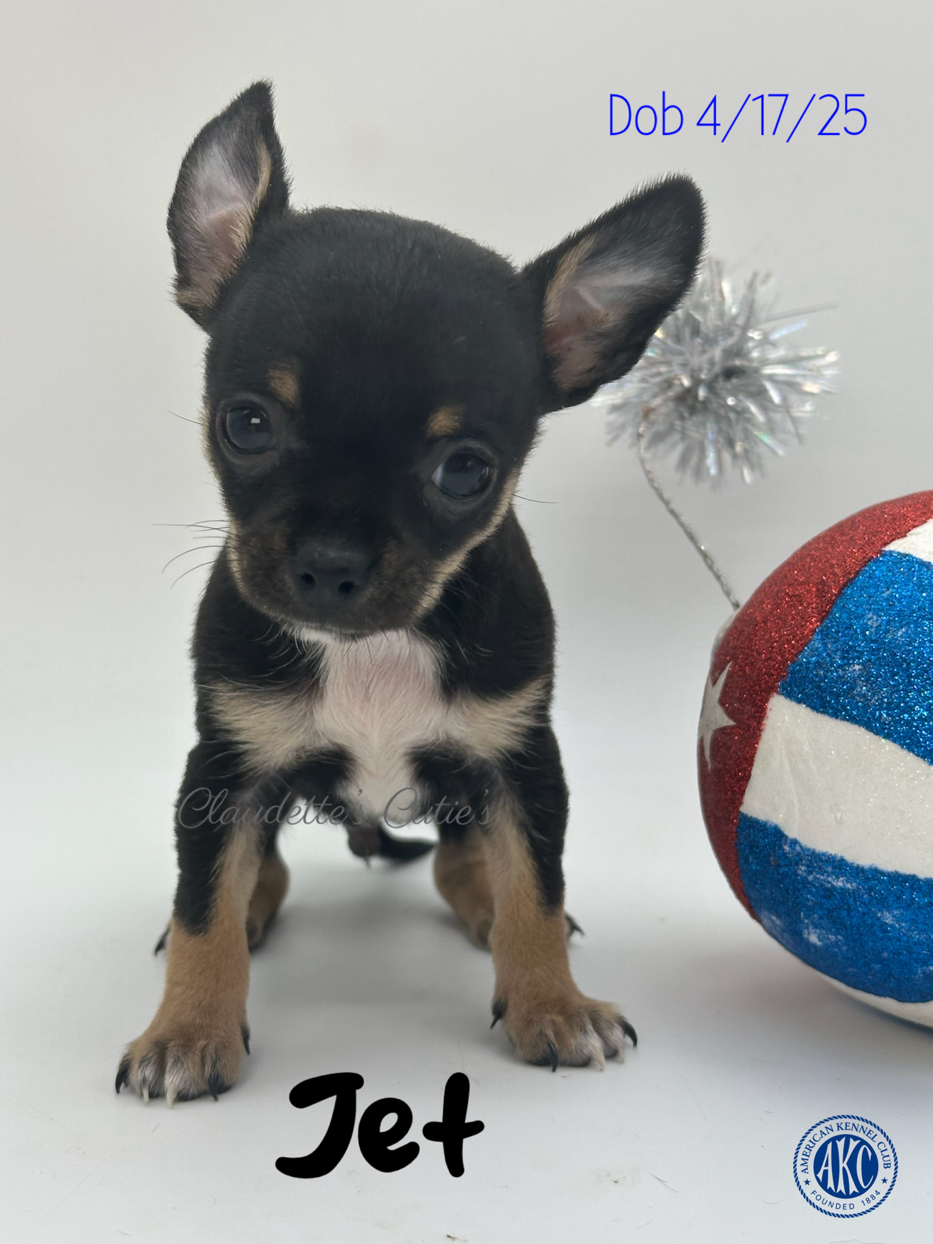 SoutheastTexas Yorkies and Chihuahuas