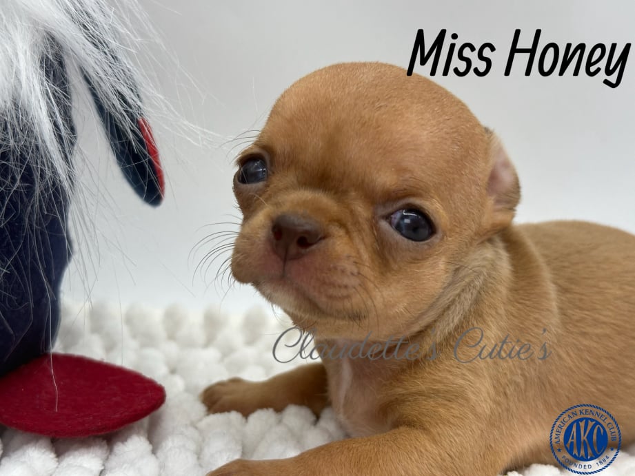 AKC Registered Yorkie and Chihuahua puppies - Southeast Texas Angel Face Yorkies and Charming Chihuahuas 