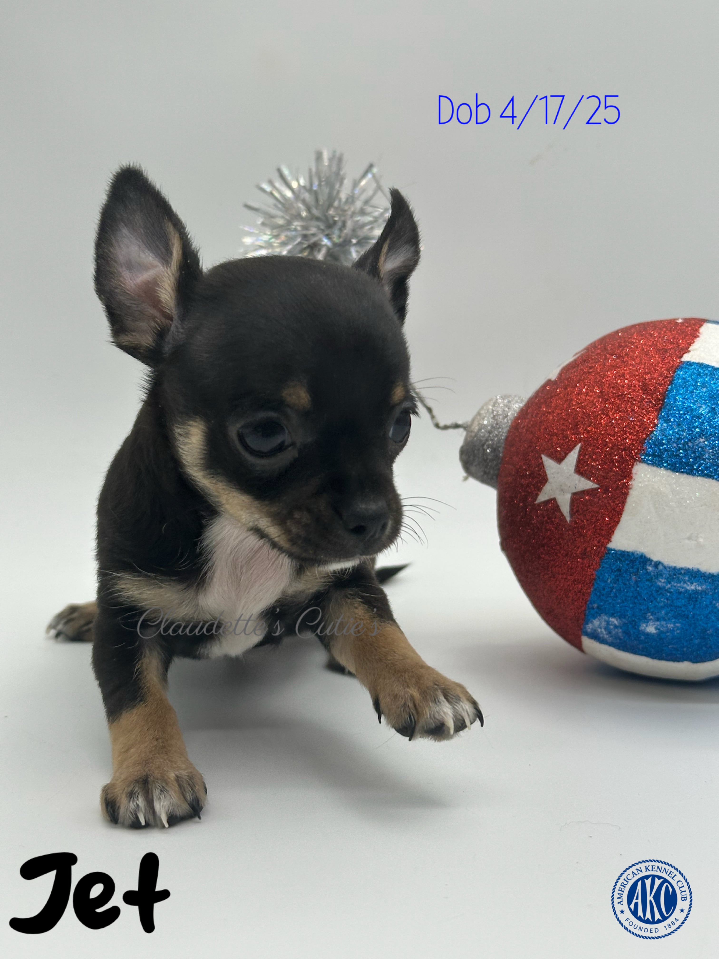 SoutheastTexas Yorkies and Chihuahuas