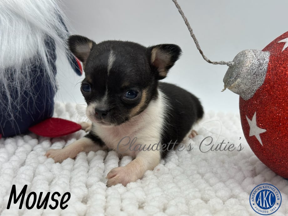 AKC Registered Yorkie and Chihuahua puppies - Southeast Texas Angel Face Yorkies and Charming Chihuahuas 