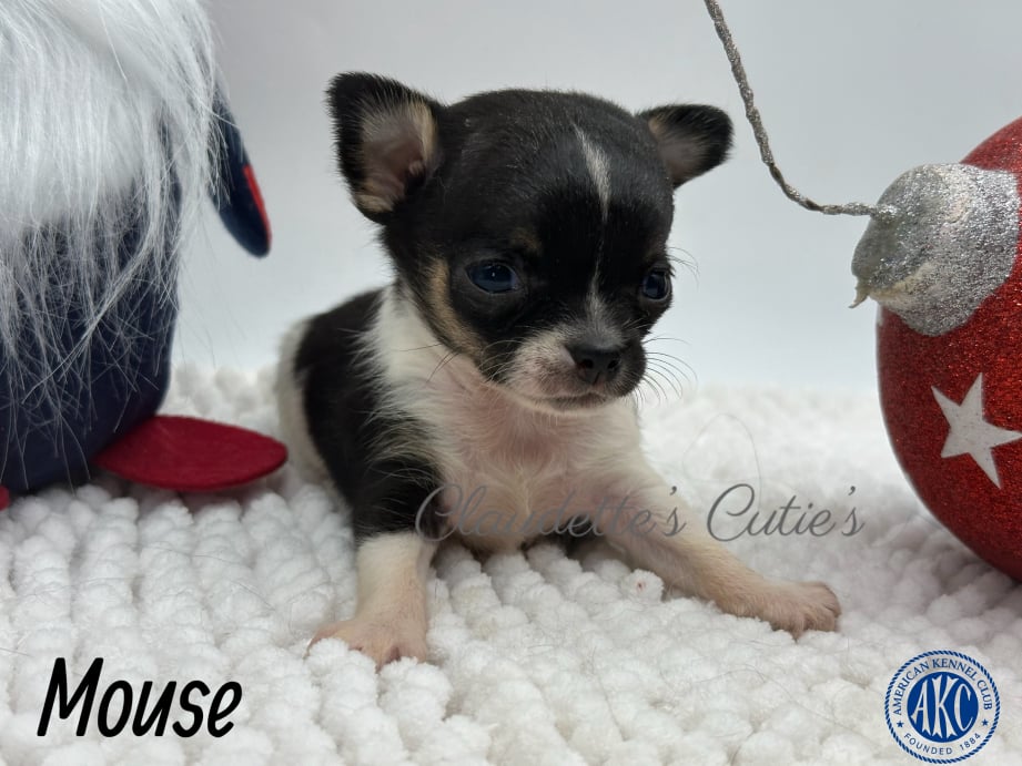 AKC Registered Yorkie and Chihuahua puppies - Southeast Texas Angel Face Yorkies and Charming Chihuahuas 