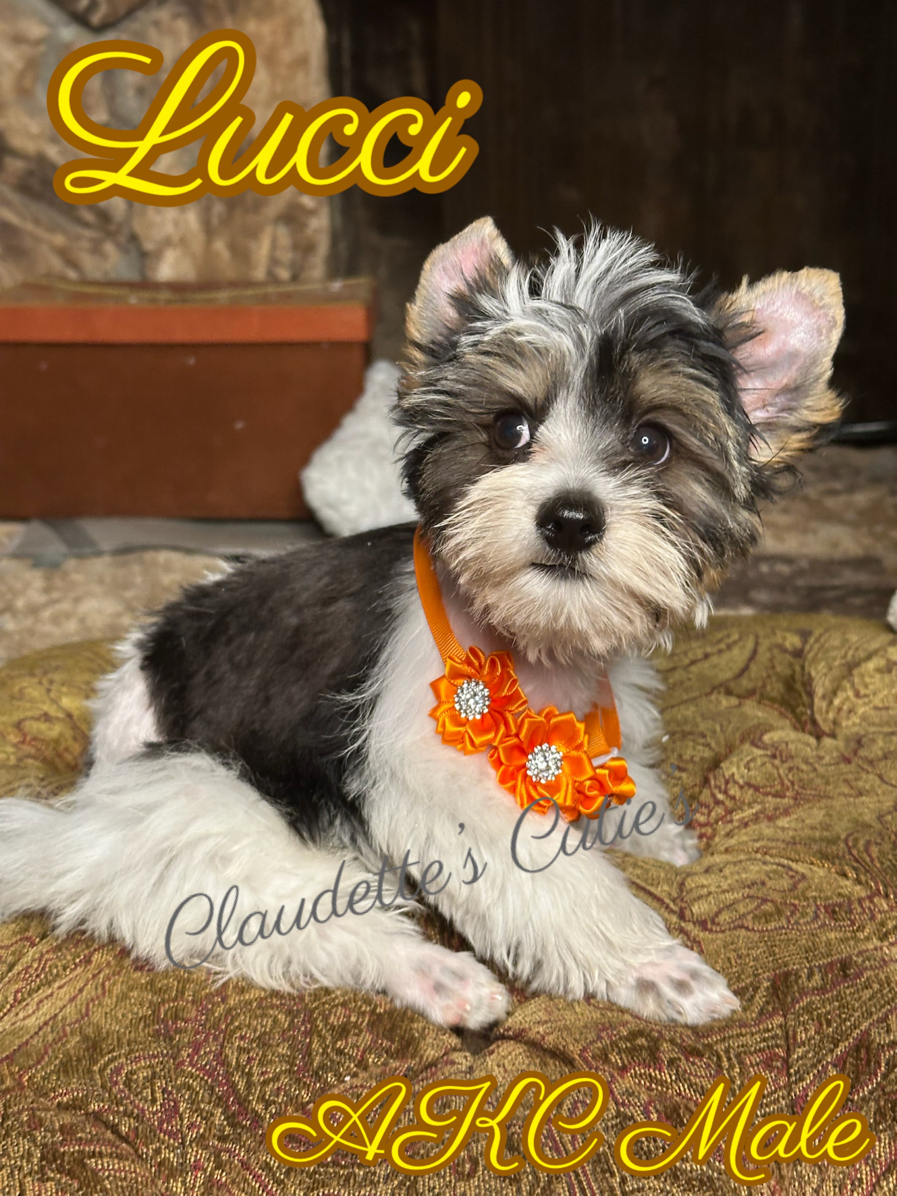 SoutheastTexas Yorkies and Chihuahuas