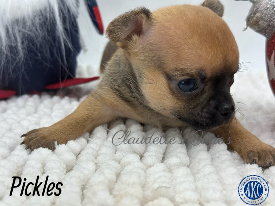 AKC Registered Yorkie and Chihuahua puppies - Southeast Texas Angel Face Yorkies and Charming Chihuahuas 