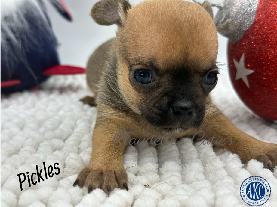AKC Registered Yorkie and Chihuahua puppies - Southeast Texas Angel Face Yorkies and Charming Chihuahuas 