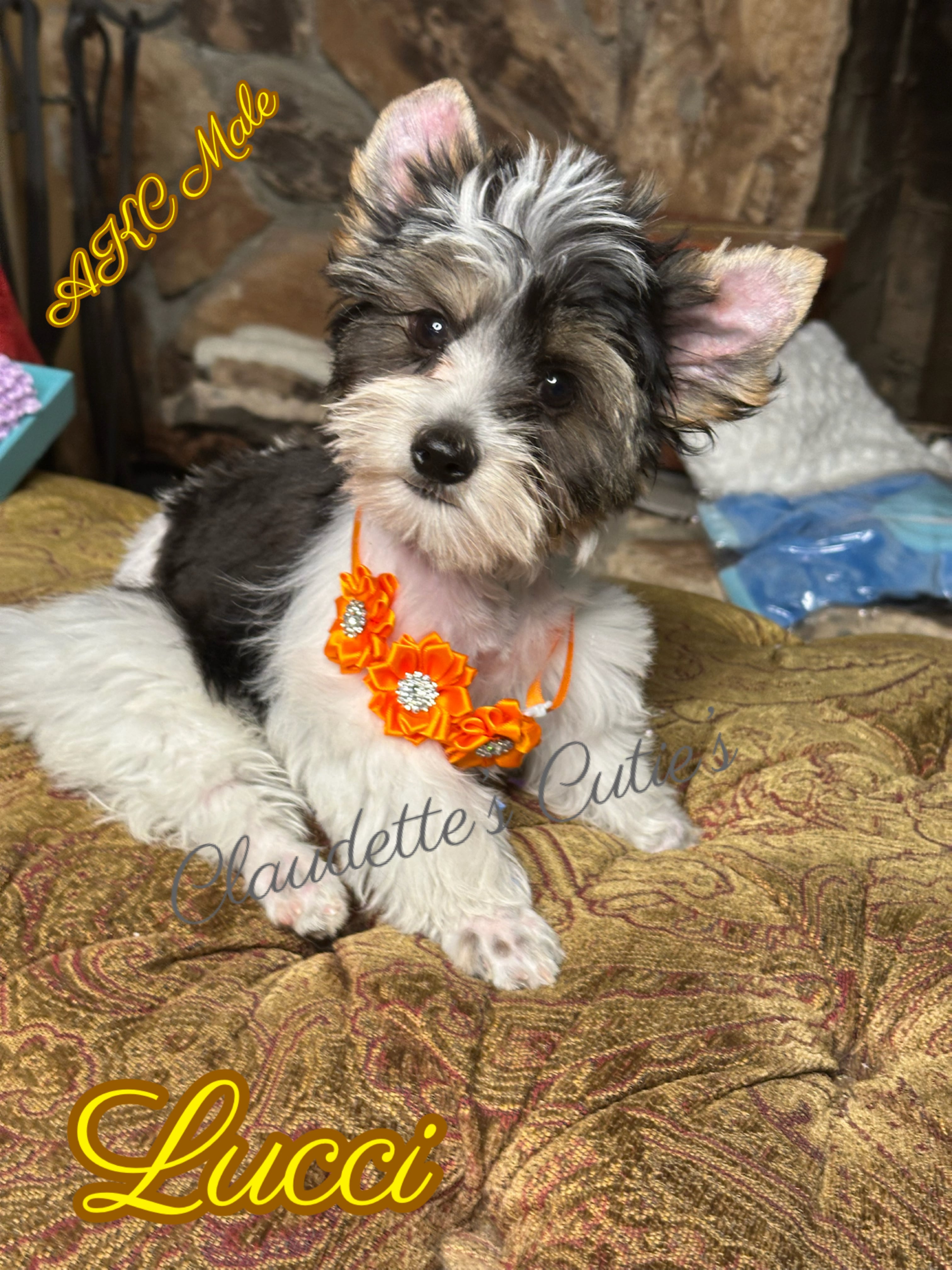 SoutheastTexas Yorkies and Chihuahuas
