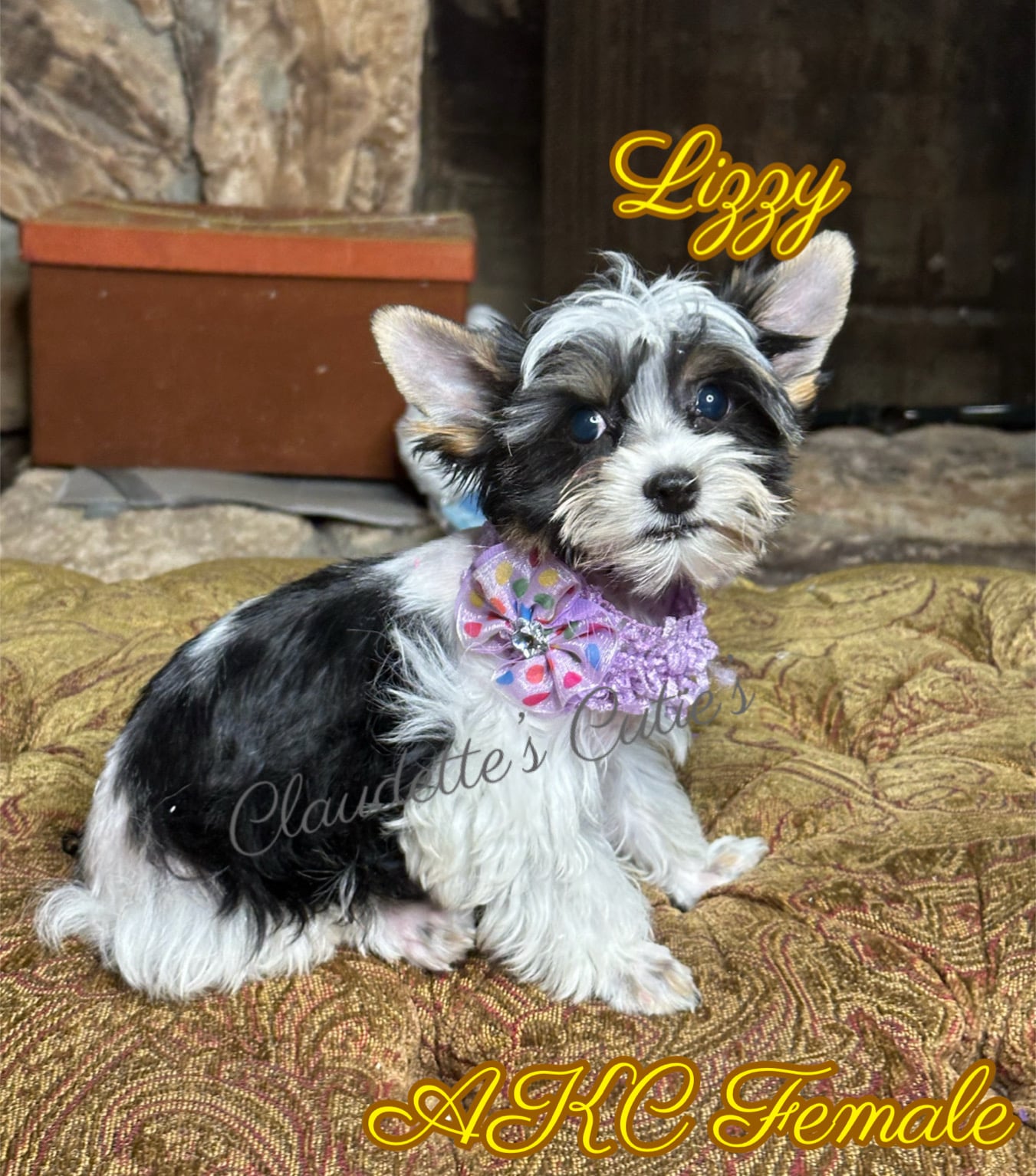 SoutheastTexas Yorkies and Chihuahuas