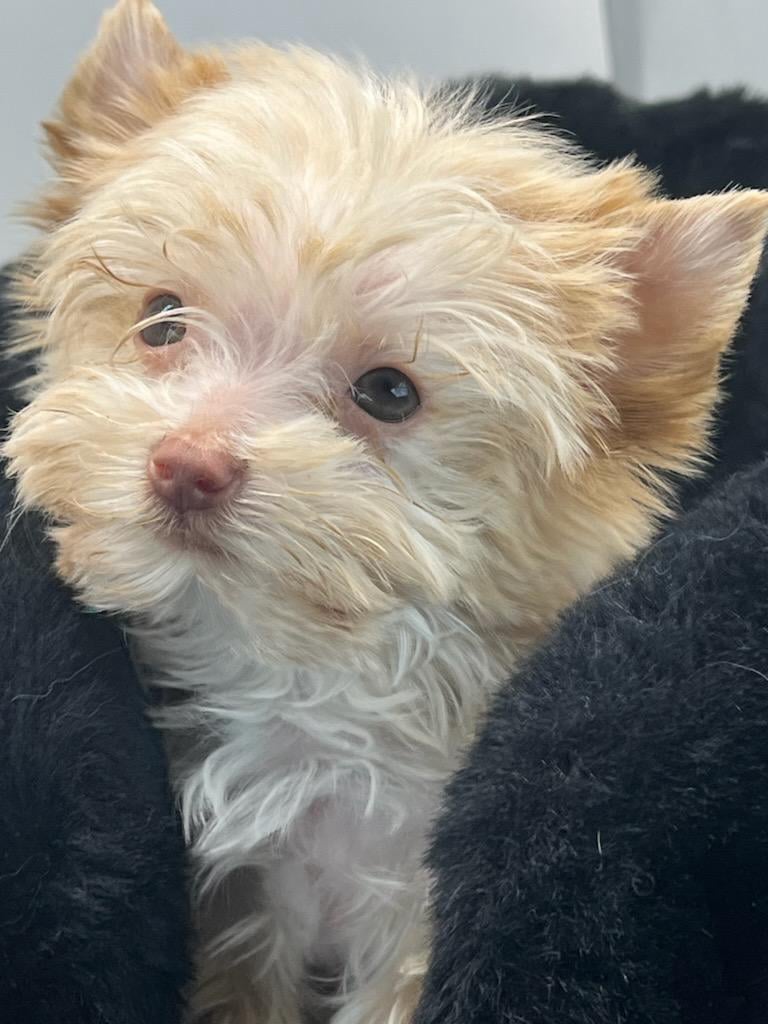 Tiny Male Yorkie Puppy