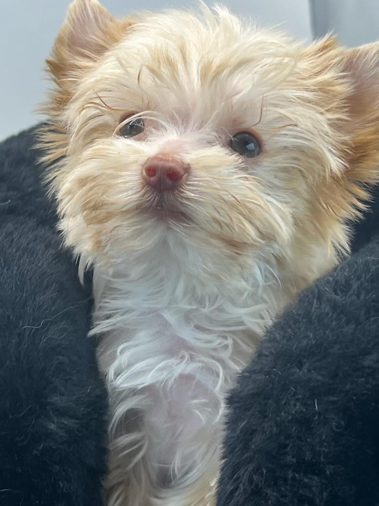 Tiny Blonde Male Yorkie