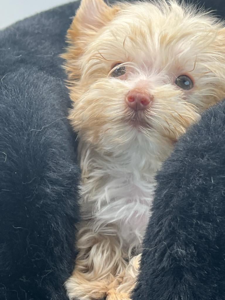 Tiny Blonde Male Yorkie