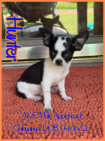 Southeast Texas Yorkies and Chihuahua Puppies for sale