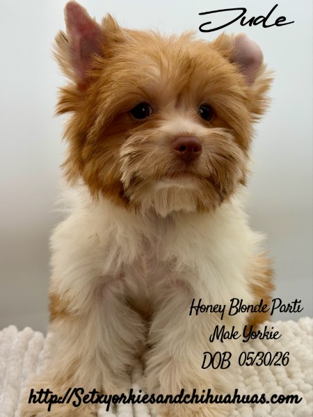 Southeast Texas Yorkies and Chihuahua Puppies
