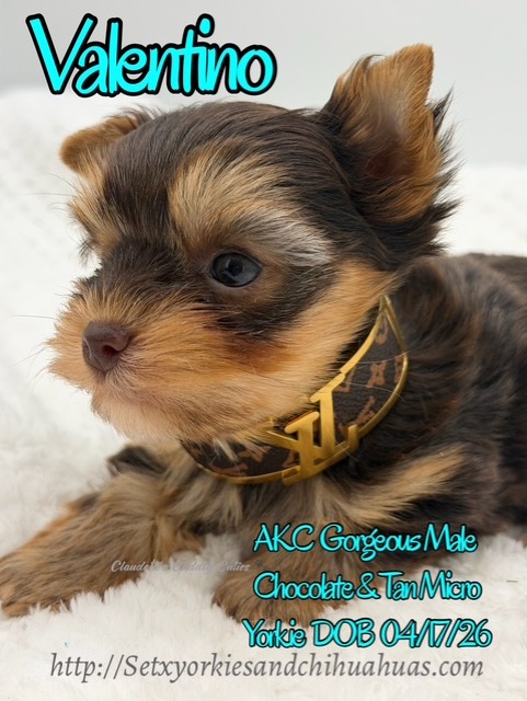 Southeast Texas Yorkies and Chihuahua Puppies for sale