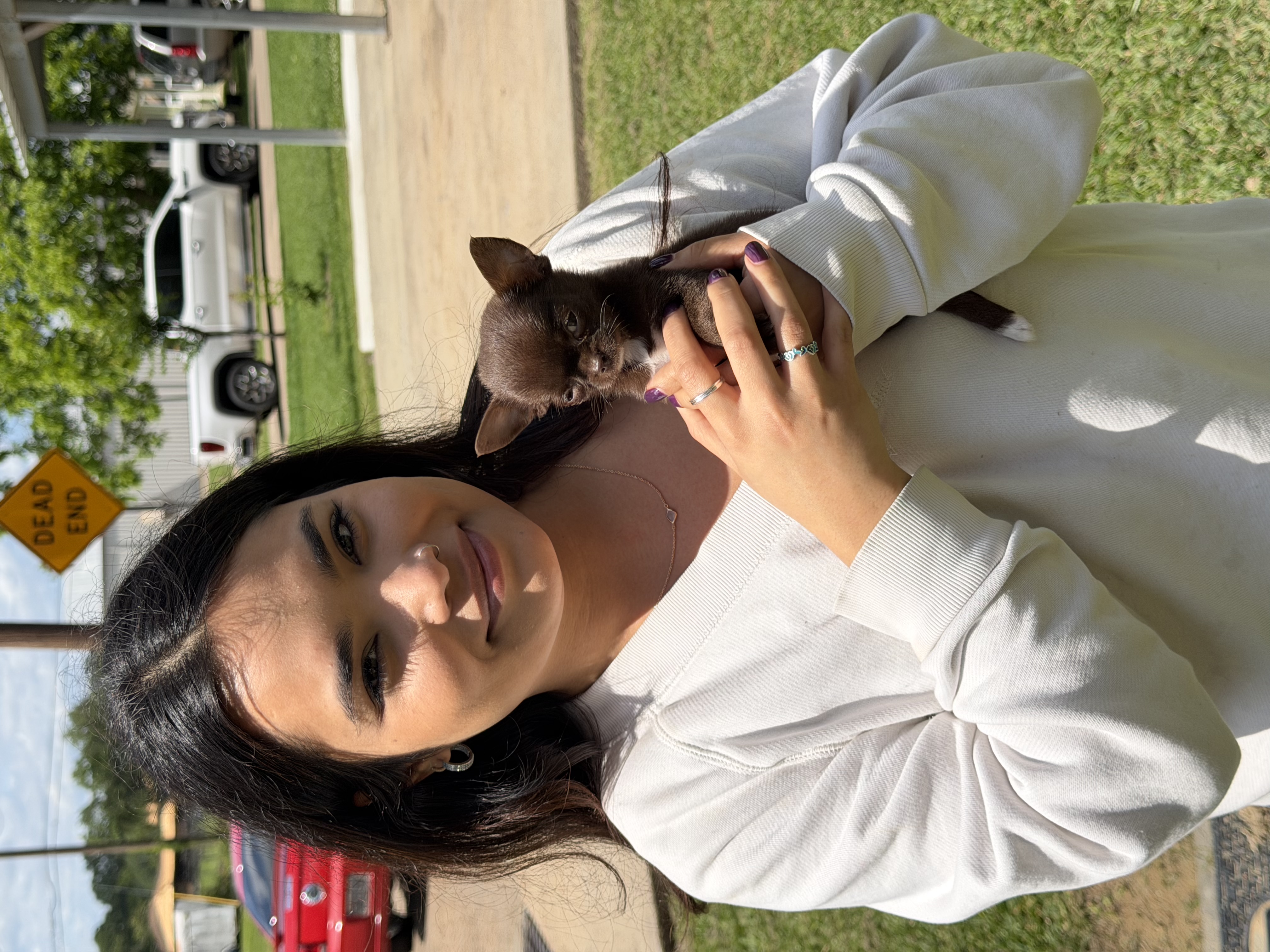 AKC Registered Yorkie and Chihuahua puppies - Southeast Texas Angel Face Yorkies and Charming Chihuahuas 