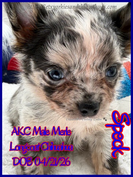 Southeast Texas Yorkies and Chihuahua Puppies for sale
