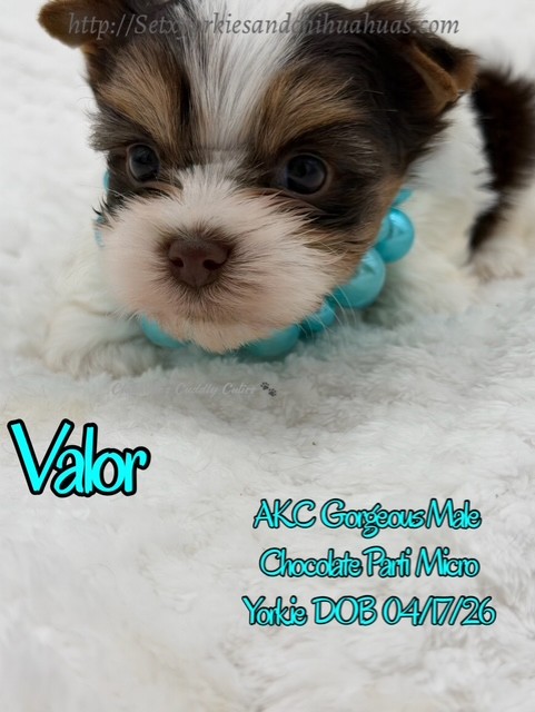 Southeast Texas Yorkies and Chihuahua Puppies for sale
