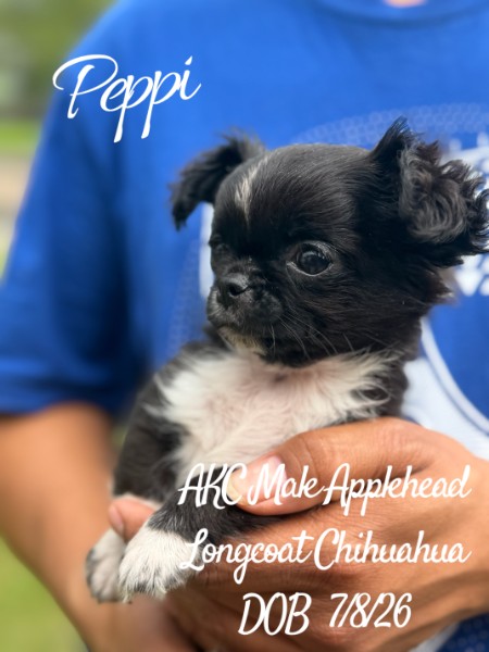 Southeast Texas Yorkies and Chihuahua Puppies for sale