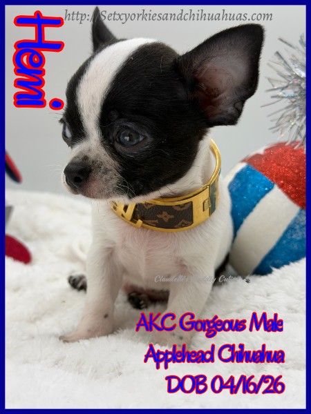 Southeast Texas Yorkies and Chihuahua Puppies for sale