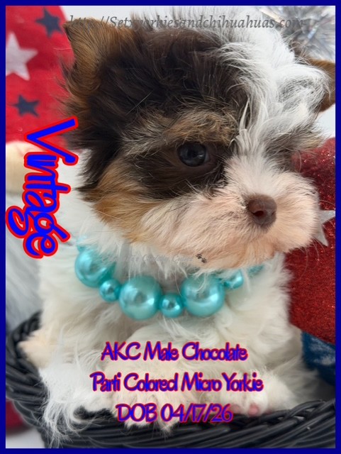 Southeast Texas Yorkies and Chihuahua Puppies for sale