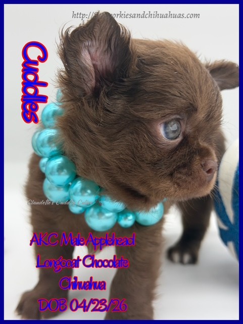 Southeast Texas Yorkies and Chihuahua Puppies for sale