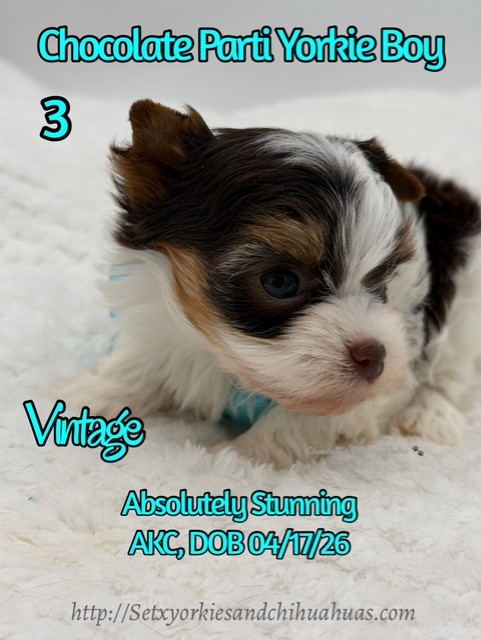 Southeast Texas Yorkies and Chihuahua Puppies for sale