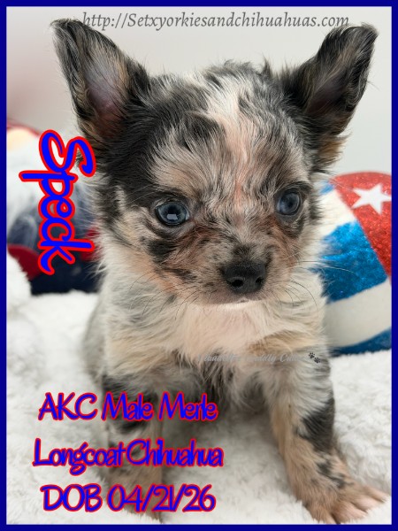 Southeast Texas Yorkies and Chihuahua Puppies for sale