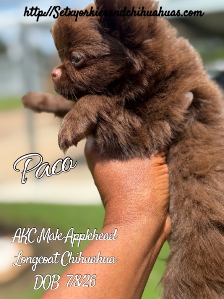 Southeast Texas Yorkies and Chihuahua Puppies