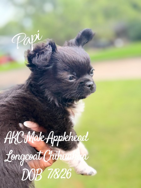 Southeast Texas Yorkies and Chihuahua Puppies for sale