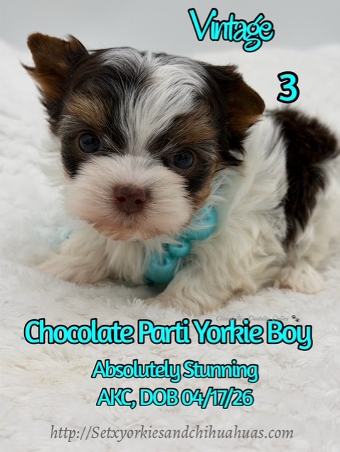 Southeast Texas Yorkies and Chihuahua Puppies for sale