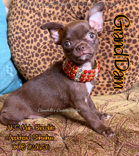 Southeast Texas Yorkies and Chihuahua Puppies for sale