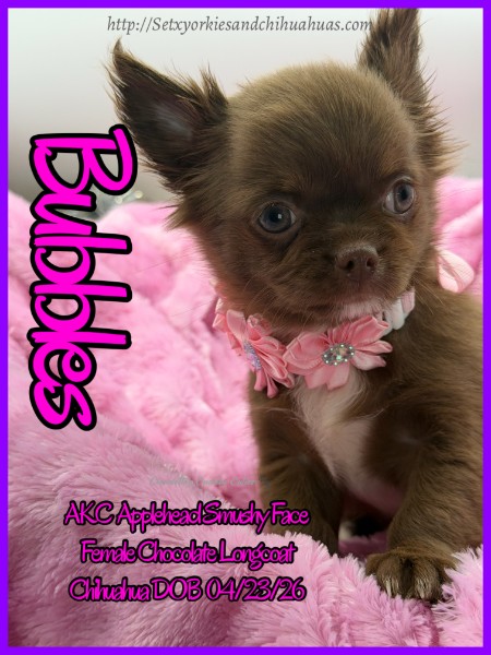 Southeast Texas Yorkies and Chihuahua Puppies