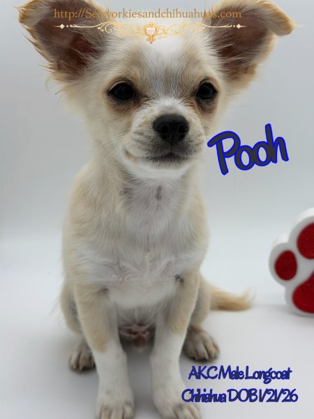 Southeast Texas Yorkies and Chihuahua Puppies for sale