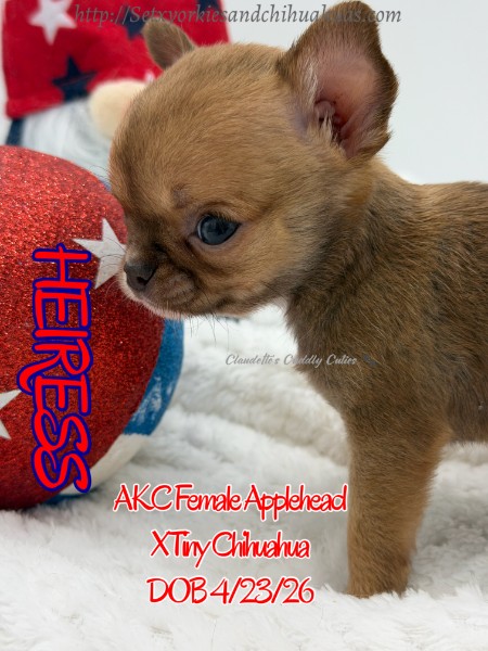 Southeast Texas Yorkies and Chihuahua Puppies for sale
