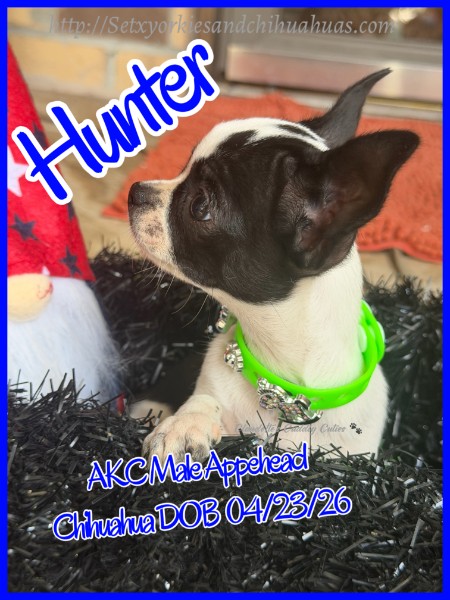 Southeast Texas Yorkies and Chihuahua Puppies for sale