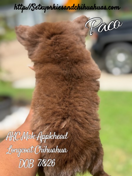 Southeast Texas Yorkies and Chihuahua Puppies for sale