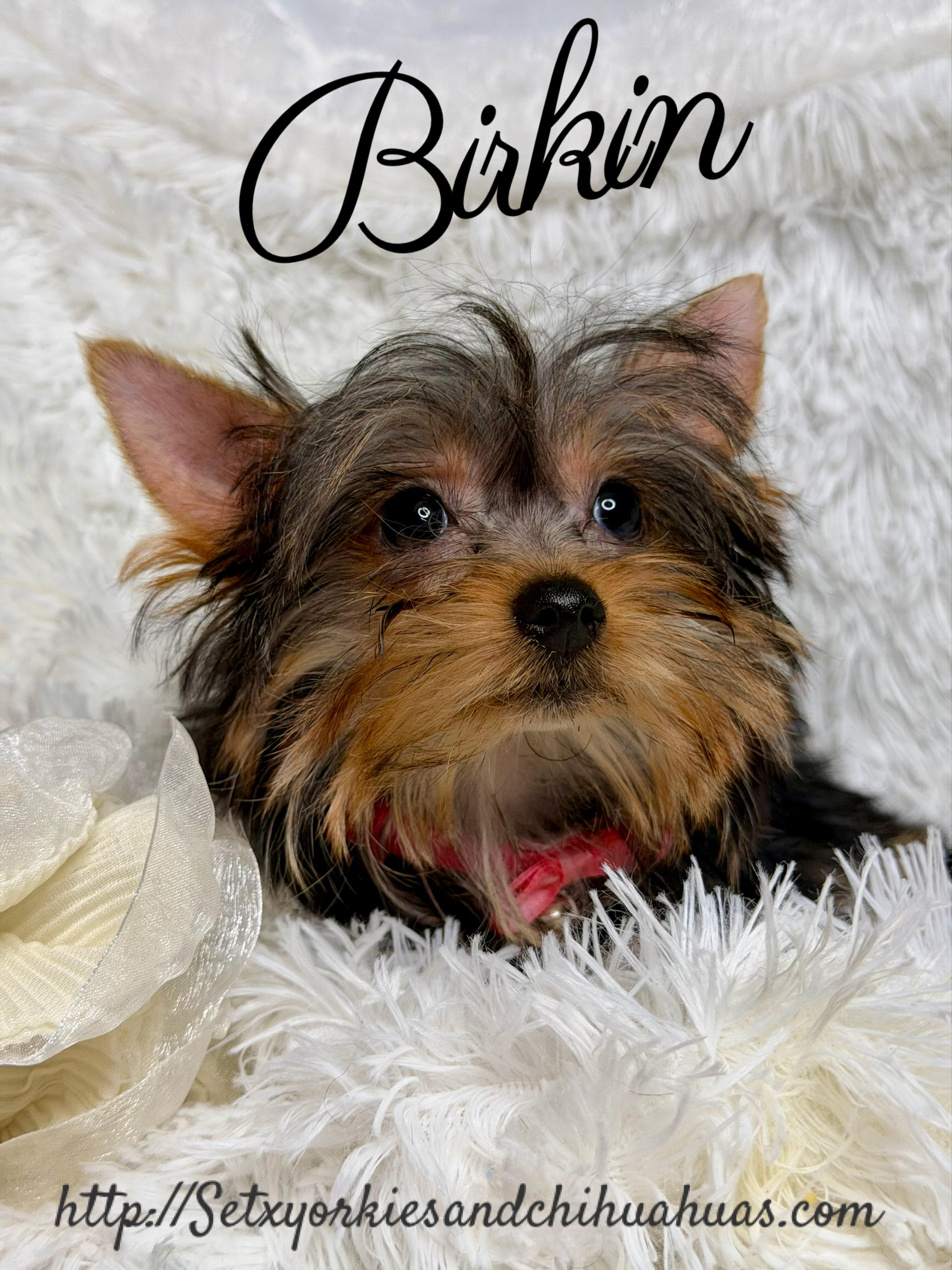 Southeast Texas Yorkies and Chihuahua Puppies for sale