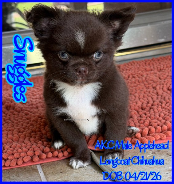 AKC Registered Yorkie and Chihuahua puppies - Southeast Texas Angel Face Yorkies and Charming Chihuahuas 