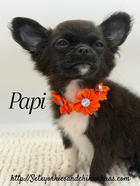 AKC Registered Yorkie and Chihuahua puppies - Southeast Texas Angel Face Yorkies and Charming Chihuahuas 
